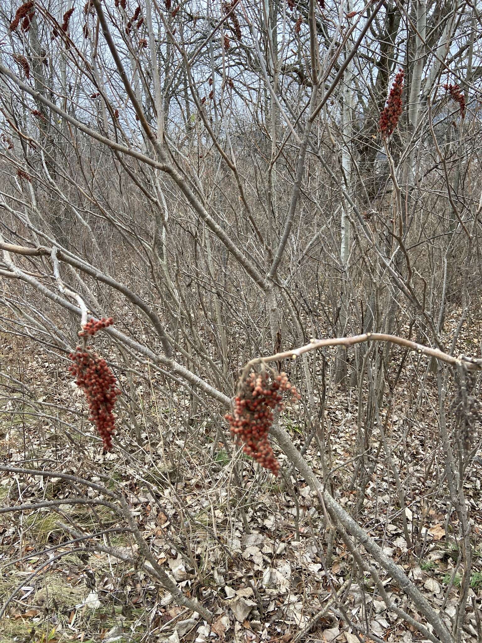 Image of rocky mountain sumac