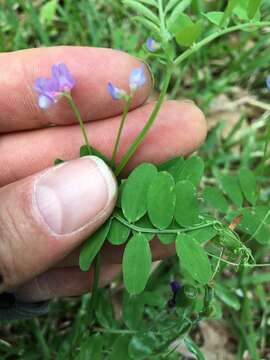 Sivun Vicia ludoviciana Nutt. kuva