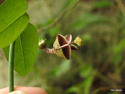 Image of Ceropegia distincta N. E. Br.