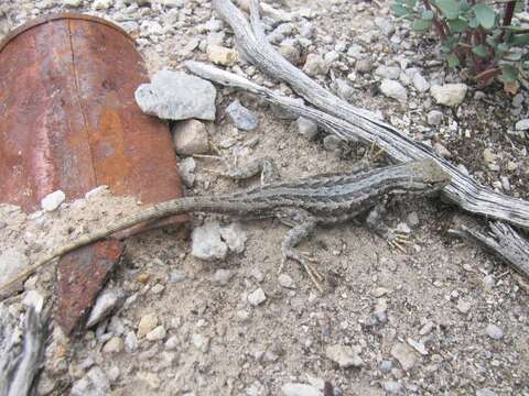 Image of Common Sagebrush Lizard