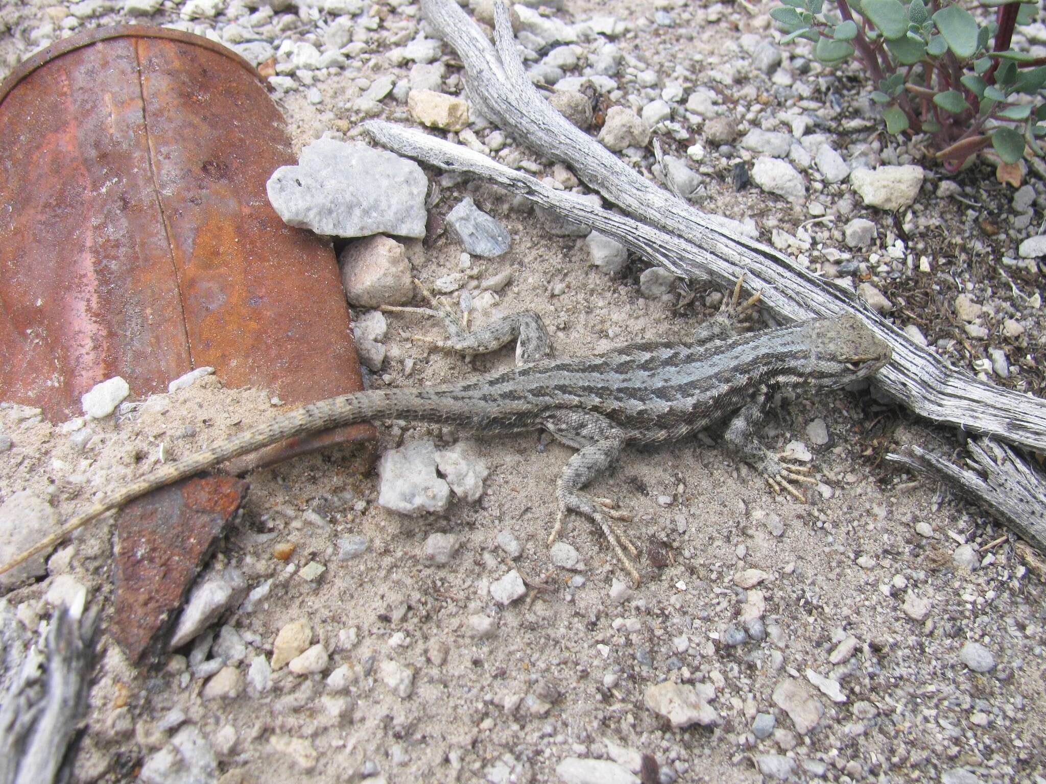 Image of Common Sagebrush Lizard