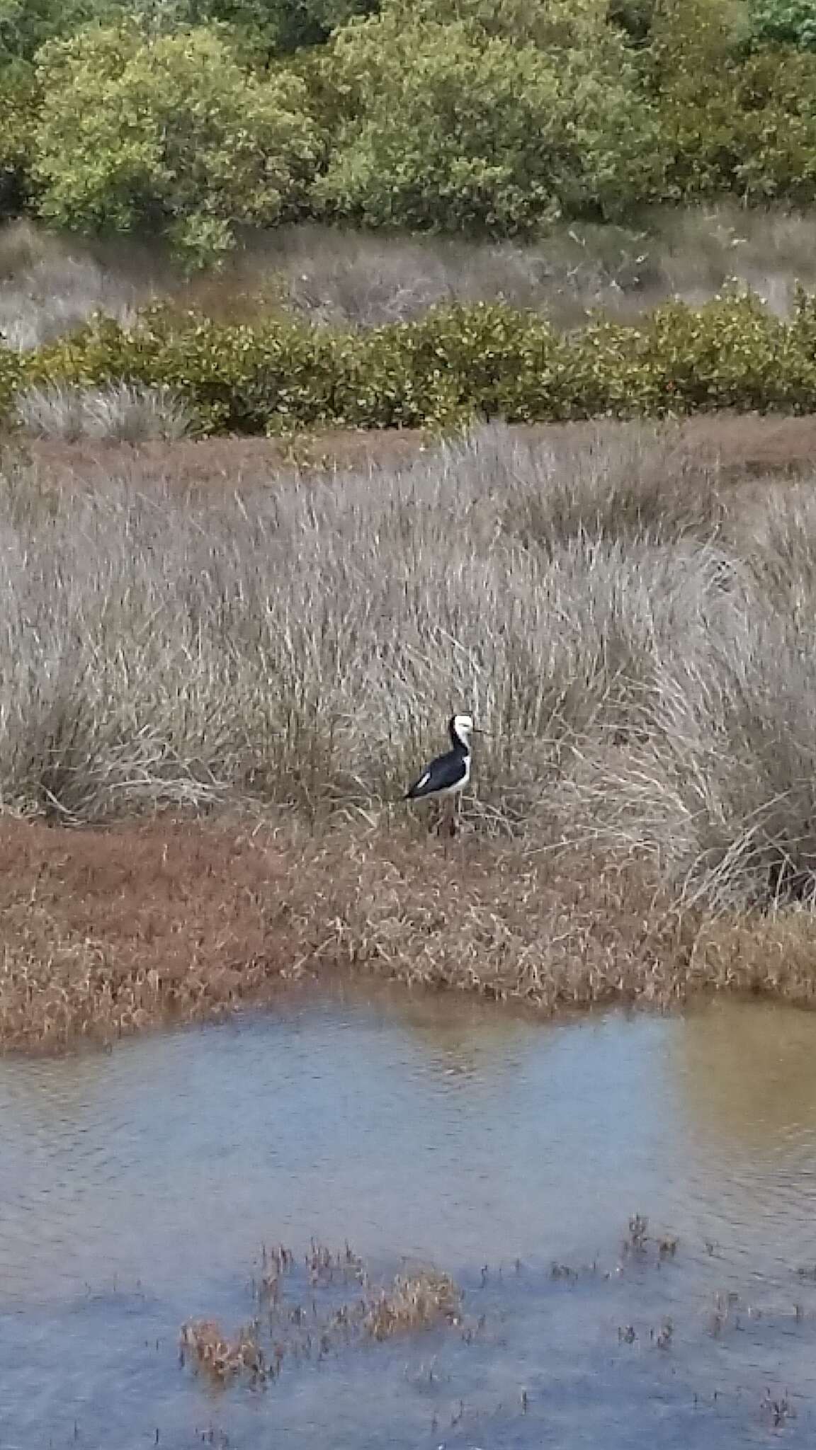 Image of Pied Stilt