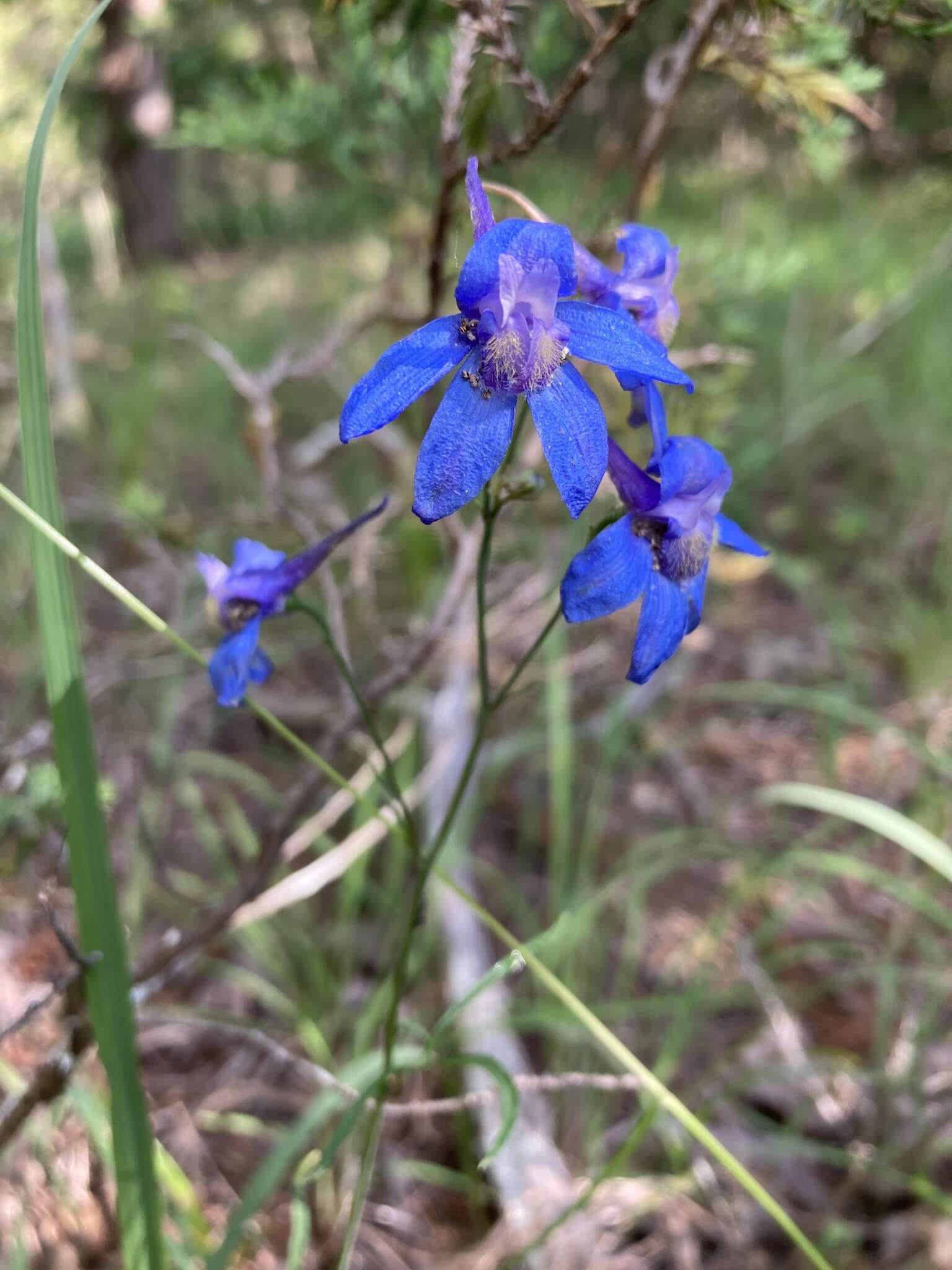 Delphinium treleasei Bush的圖片