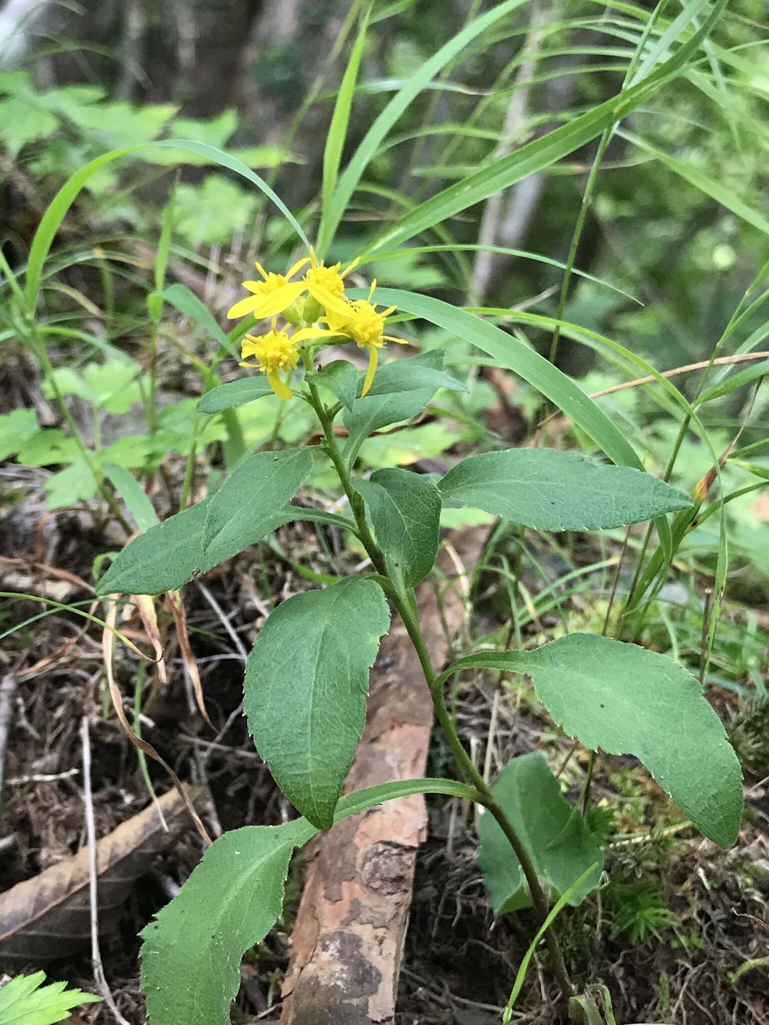 Image of Solidago virgaurea subsp. asiatica (Nakai ex Hara) Kitam. ex Hara