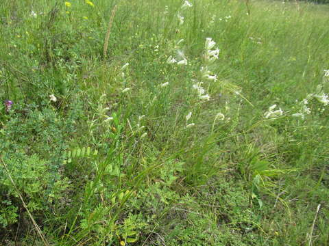 Image of <i>Silene jeniseensis</i>