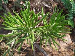 Image of Kleinia barbertonica (Klatt) Burtt Davy