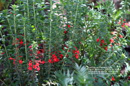 Image of Loeselia mexicana (Lam.) Brand