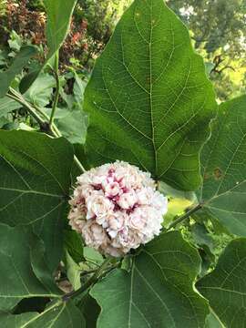 Слика од Clerodendrum chinense (Osbeck) Mabb.