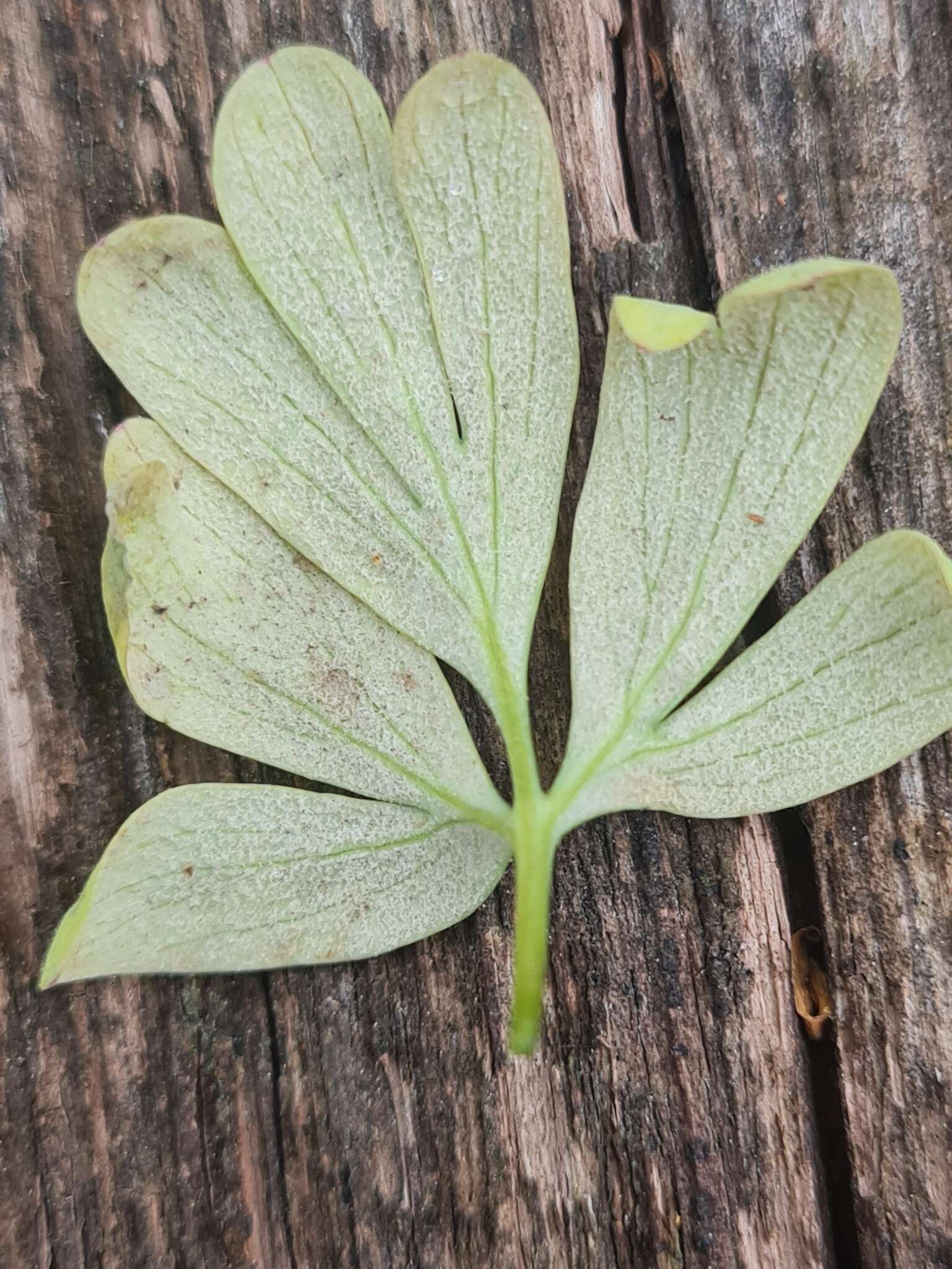 Image of Peronospora corydalis