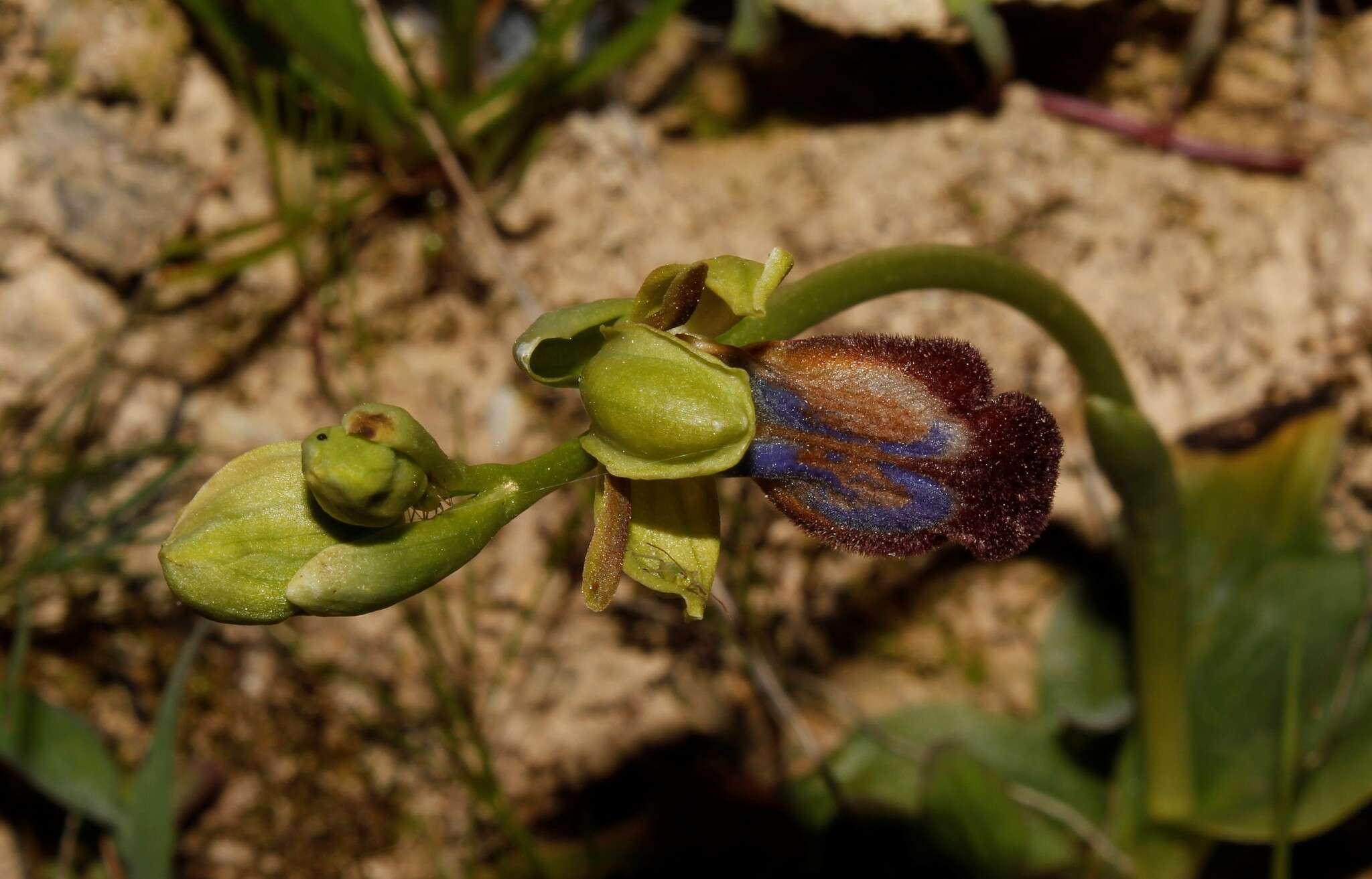 Image of Ophrys fusca subsp. iricolor (Desf.) K. Richt.