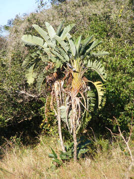 Image of Natal wild banana