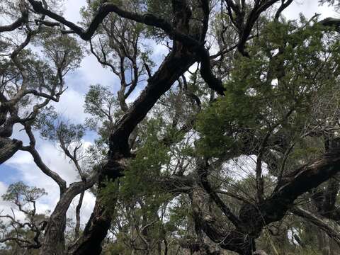 Imagem de Melaleuca preissiana Schau.