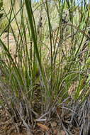 Image of Albuca juncifolia Baker