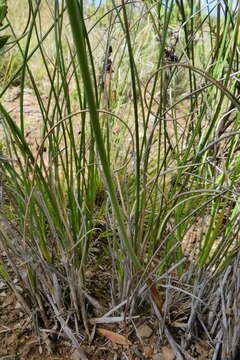 Image of Albuca juncifolia Baker