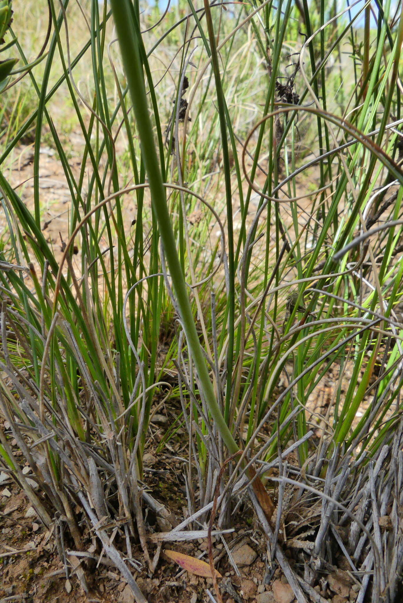 Image of Albuca juncifolia Baker