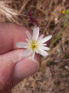 Image of California plumeseed