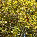 Image de Viburnum tashiroi Nakai