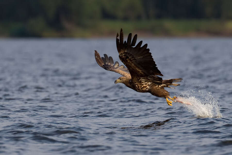 Image of White-tailed Eagle