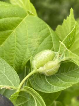 Image of Boxelder Gall Midge