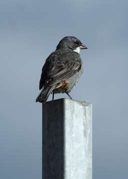 Image of Diuca diuca chiloensis Philippi Bañados & Peña 1964