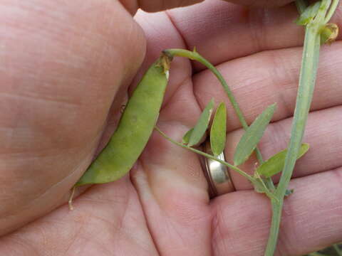 Imagem de Lathyrus clymenum L.