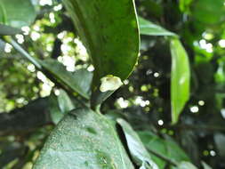 Image of Garcinia talbotii Raiz.