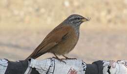 Imagem de Emberiza sahari Levaillant & J 1850