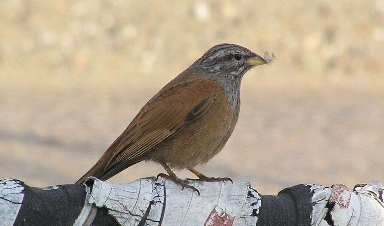 Imagem de Emberiza sahari Levaillant & J 1850