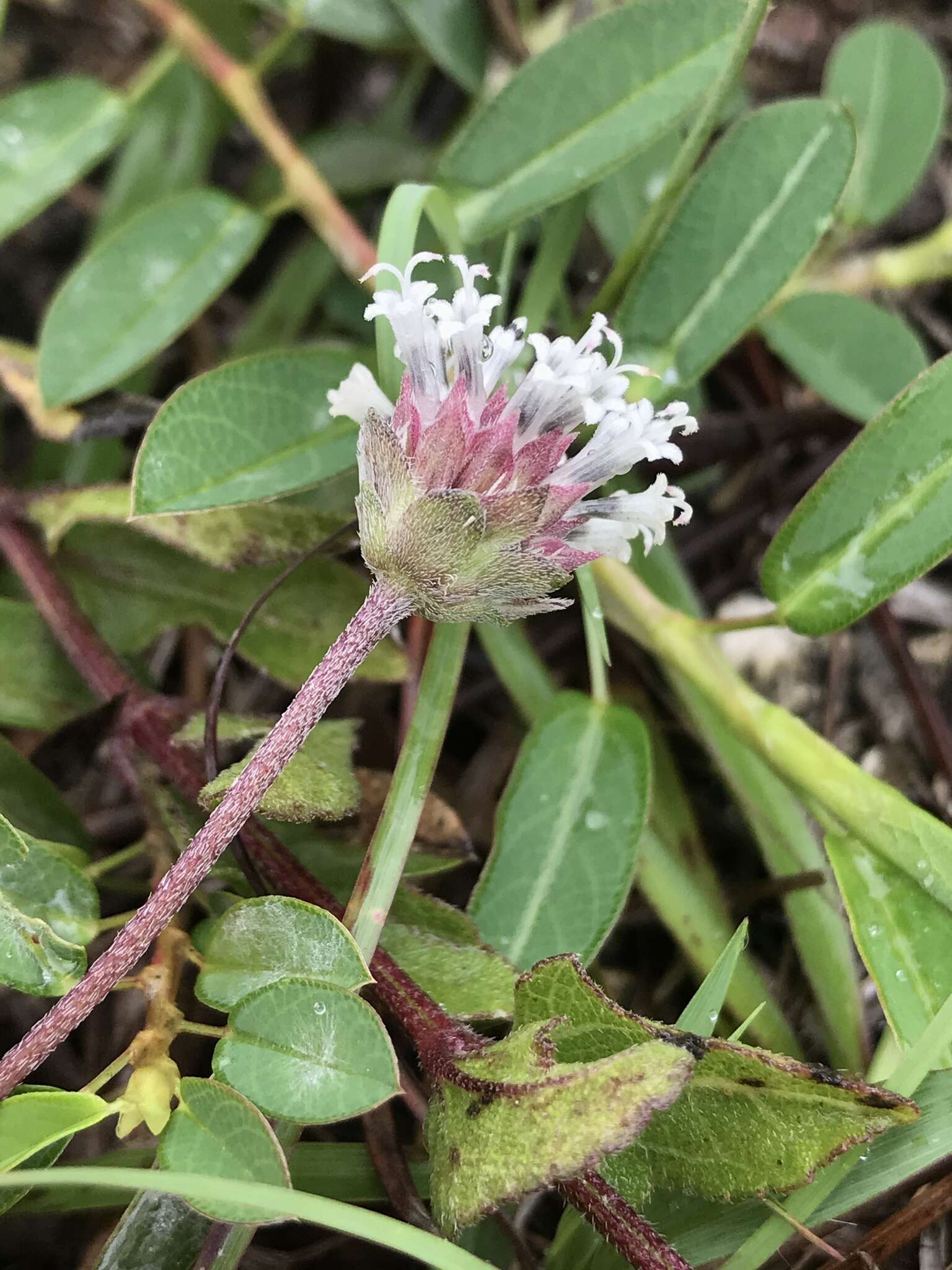 Image of small-leaf squarestem