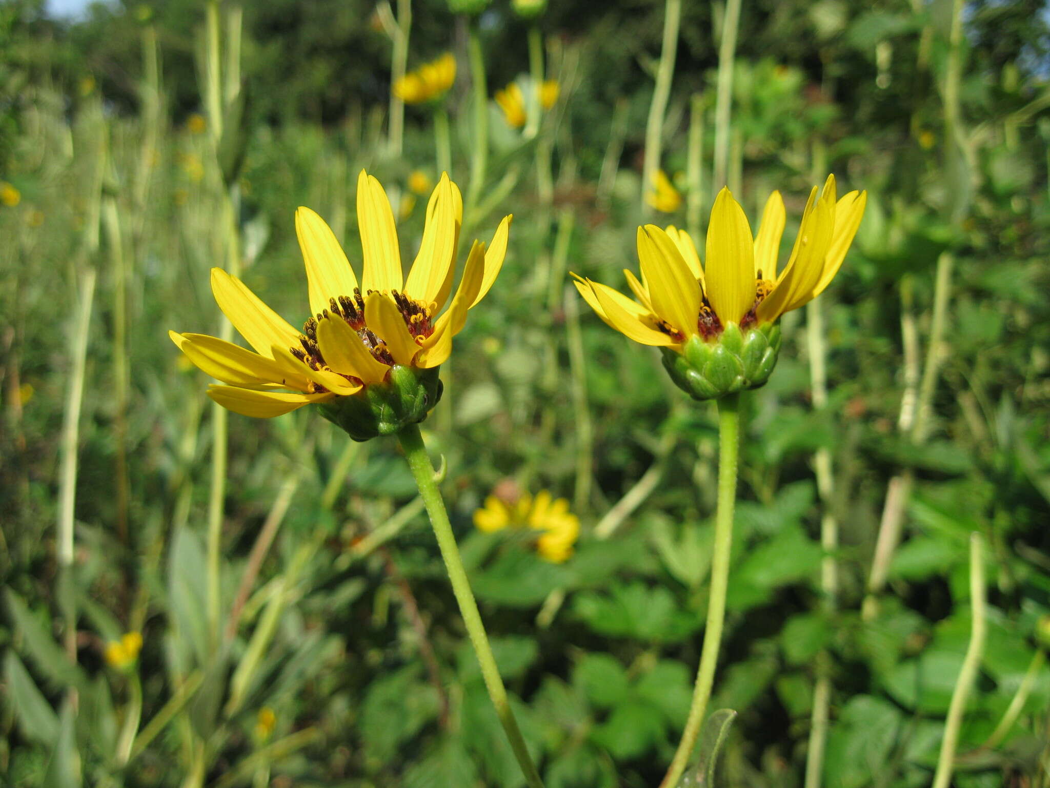 Image of stiff sunflower