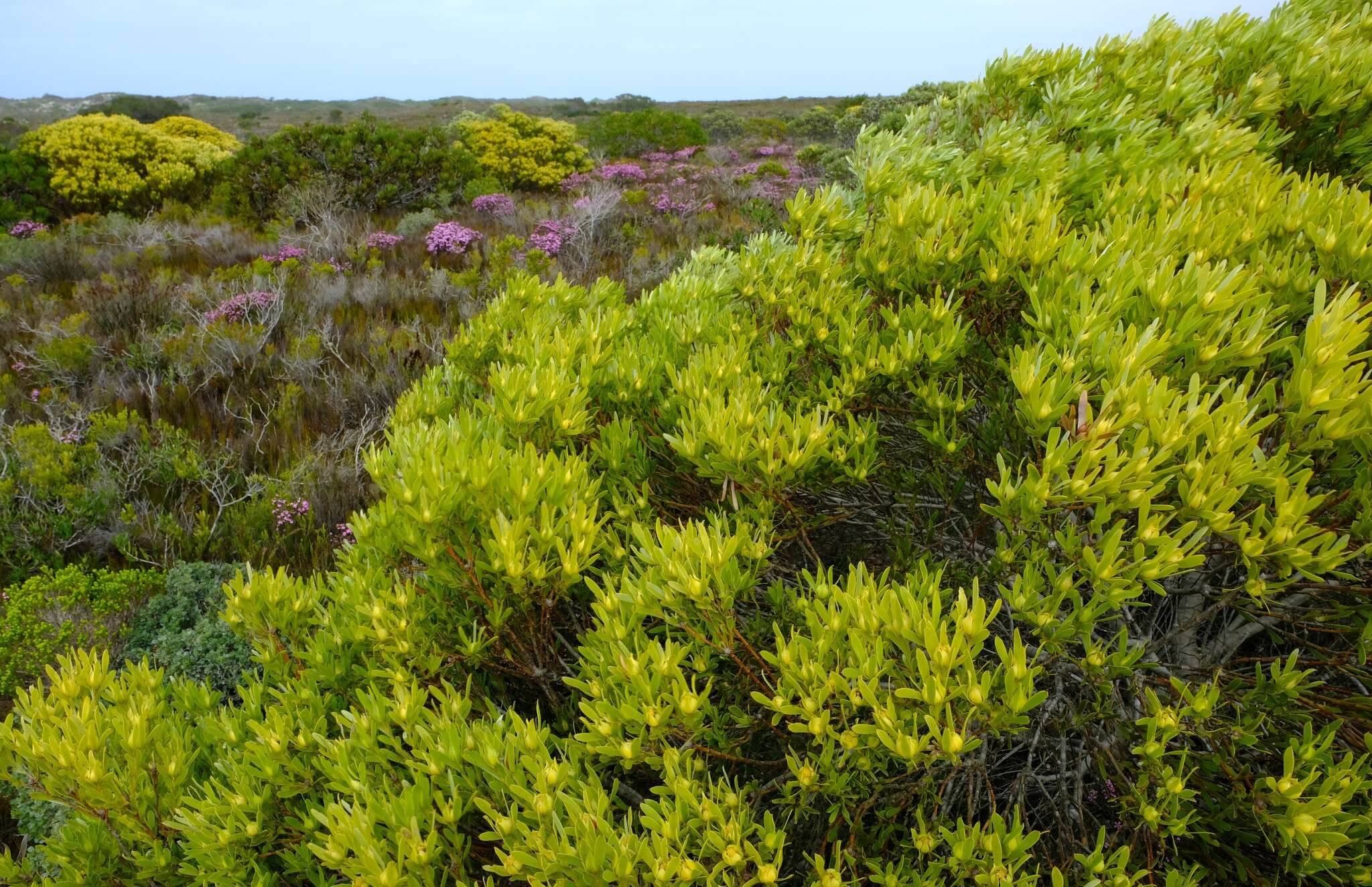 Image of Leucadendron meridianum Salter ex I. Williams