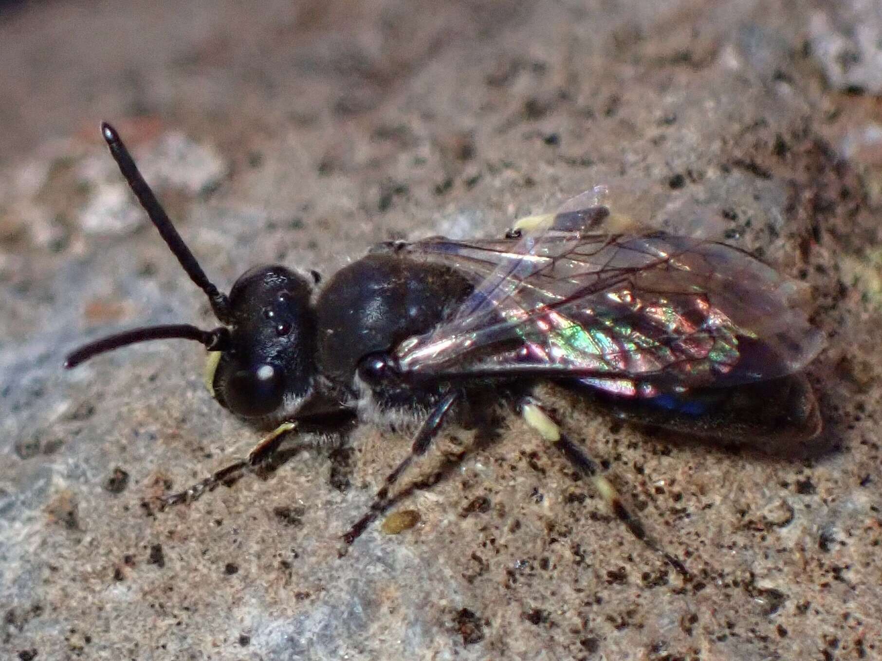 Image of Hylaeus nivicola Meade-Waldo 1923