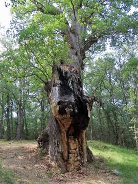 Image of Quercus faginea subsp. faginea