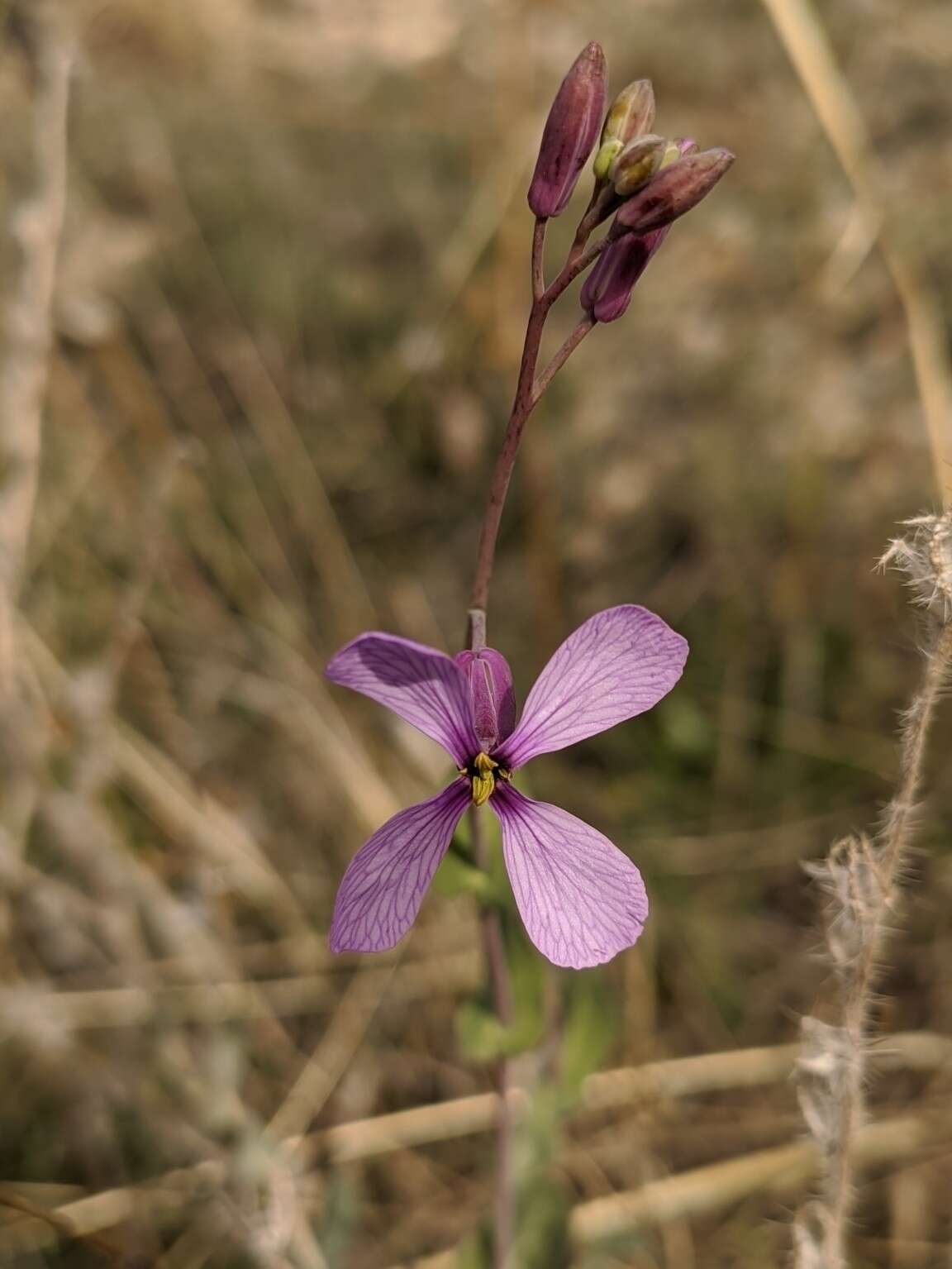 Imagem de Moricandia moricandioides (Boiss.) Heywood