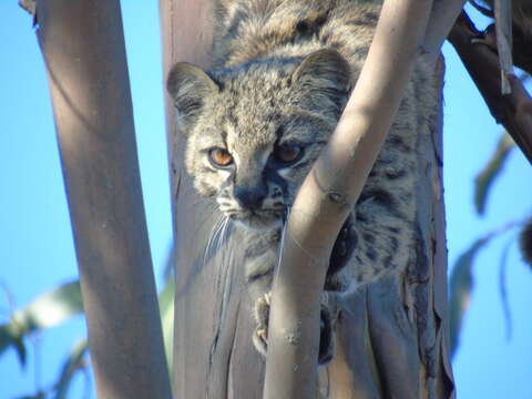 Image of Chilean cat