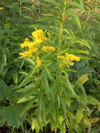 Image de Solidago snarskisii