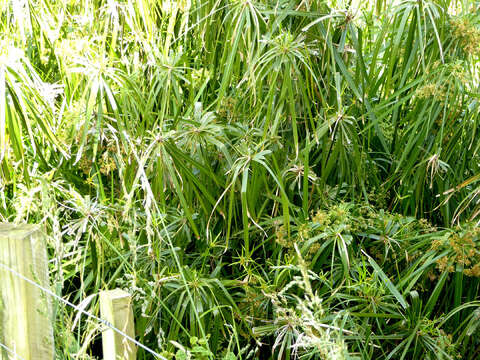 Image of Cyperus alternifolius L.