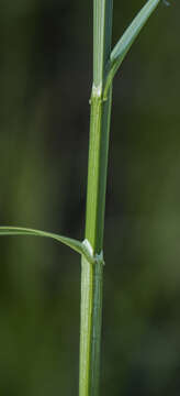 Image of Sartwell's Sedge