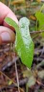 Image of Passiflora bahamensis Britton