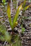 Image of Colchicum kesselringii Regel