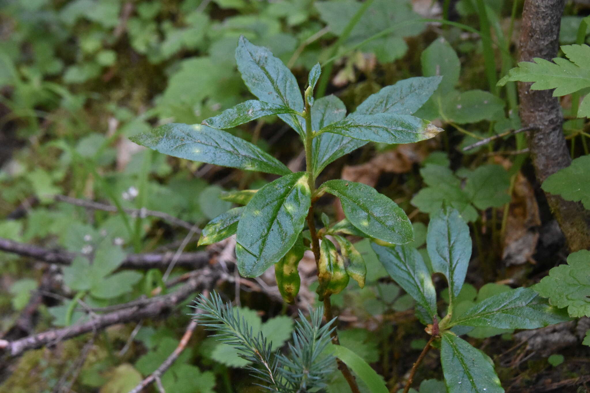 Image of Exobasidium burtii Zeller 1934