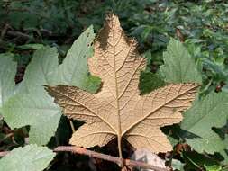 Image of Rubus reflexus var. hui (Diels ex Hu) F. P. Metcalf