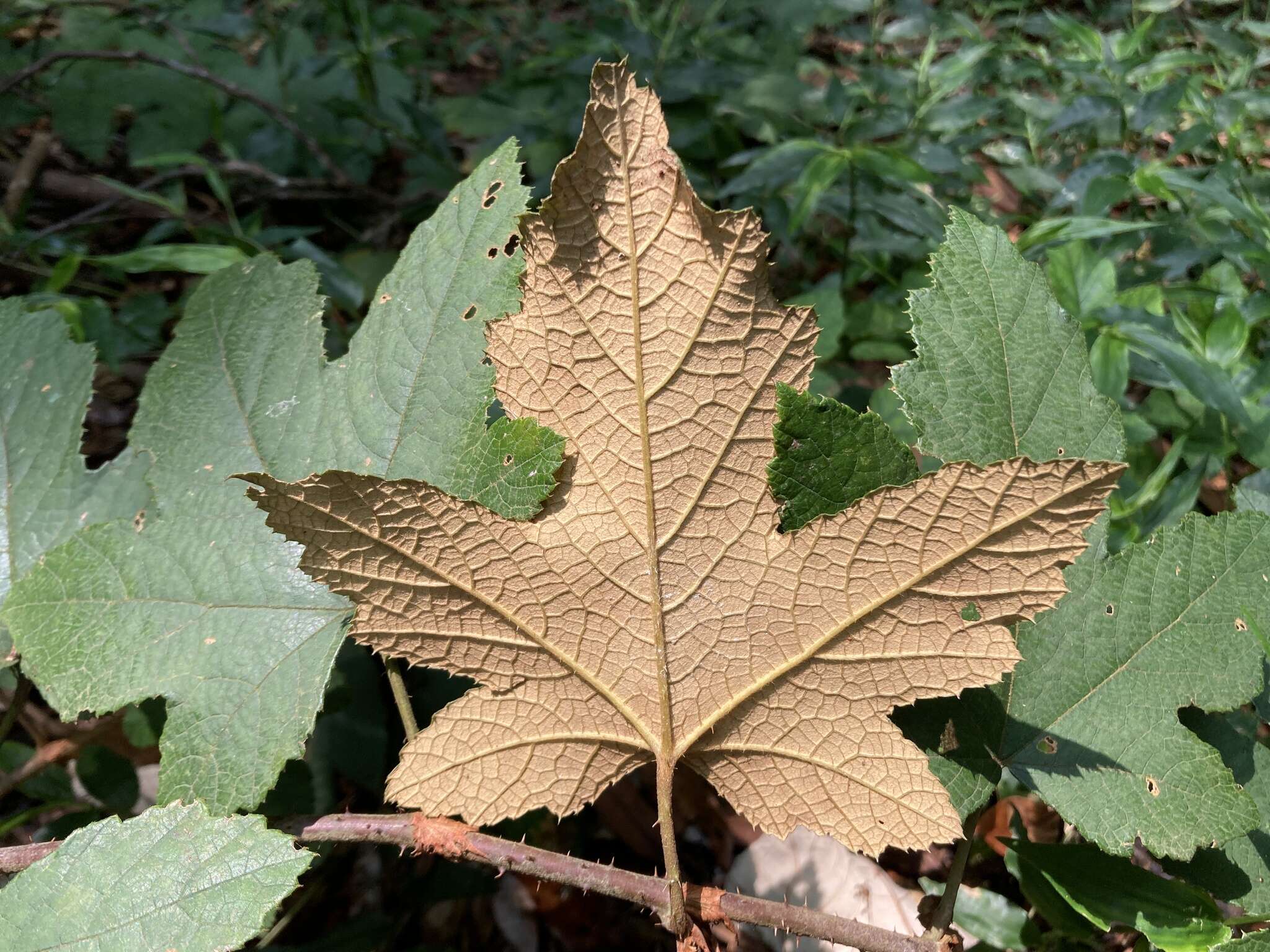 Image of Rubus reflexus var. hui (Diels ex Hu) F. P. Metcalf