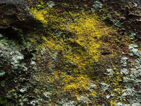 Image of dust lichen