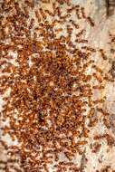 Image of European fire ant