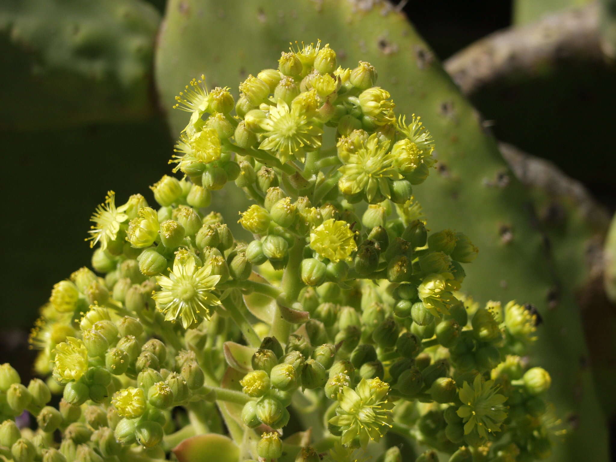 Image of Aeonium canariense subsp. christii (Burchard) Bañares