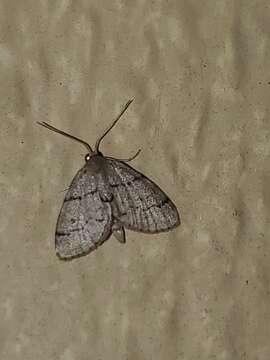 Image of Idaea insulensis Rindge 1958