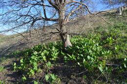 Image of Arum korolkowii Regel