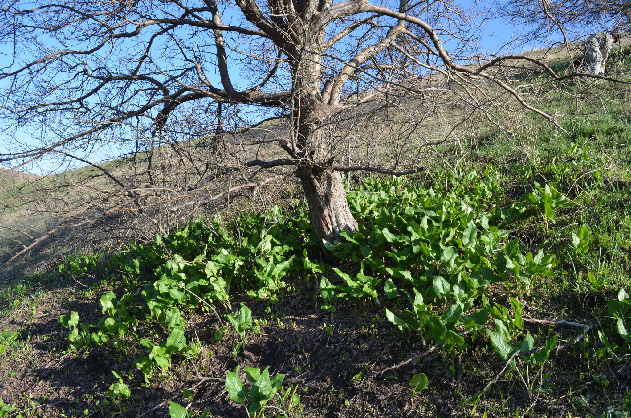 Image of Arum korolkowii Regel