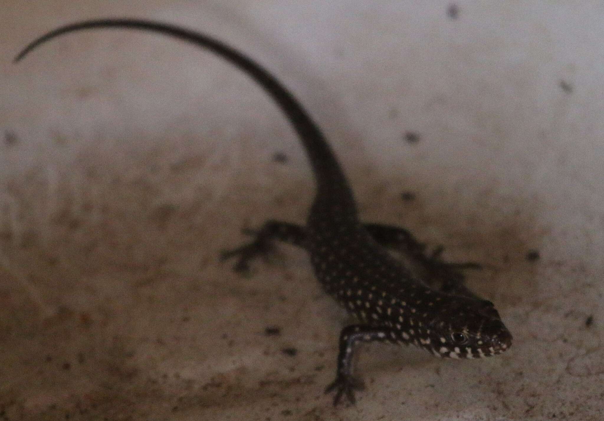 Image of Short-necked Skink